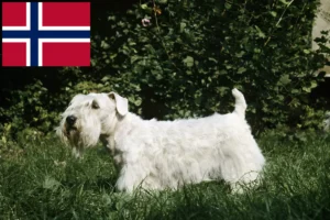 Lire la suite à propos de l’article Sealyham Terrier éleveurs et chiots en Norvège