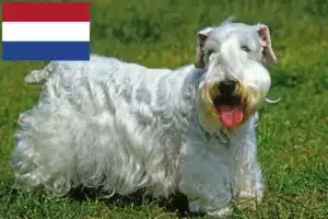 Lire la suite à propos de l’article Sealyham Terrier éleveurs et chiots aux Pays-Bas