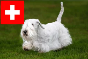 Lire la suite à propos de l’article Sealyham Terrier éleveurs et chiots en Suisse