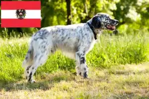 Lire la suite à propos de l’article Éleveurs de Setter anglais et chiots en Autriche