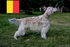 Lire la suite à propos de l’article Éleveurs de Setter anglais et chiots en Belgique