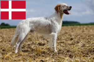 Lire la suite à propos de l’article Éleveurs de setter anglais et chiots au Danemark