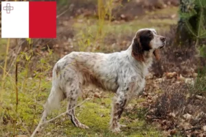 Lire la suite à propos de l’article Éleveurs de setter anglais et chiots à Malte