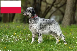 Lire la suite à propos de l’article Éleveurs de setter anglais et chiots en Pologne