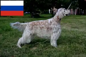 Lire la suite à propos de l’article Éleveurs de setter anglais et chiots en Russie