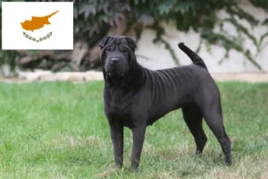 Lire la suite à propos de l’article Éleveurs de Shar Pei et chiots à Chypre