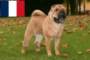 Lire la suite à propos de l’article Éleveurs de Shar Pei et chiots en France