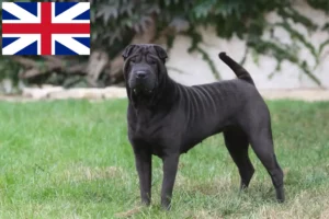 Lire la suite à propos de l’article Éleveurs de Shar Pei et chiots en Grande-Bretagne