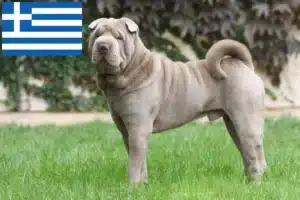 Lire la suite à propos de l’article Éleveurs de Shar Pei et chiots en Grèce