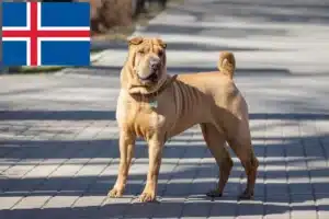 Lire la suite à propos de l’article Éleveurs de Shar Pei et chiots en Islande