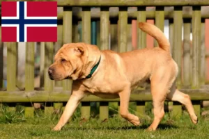 Lire la suite à propos de l’article Éleveurs de Shar Pei et chiots en Norvège