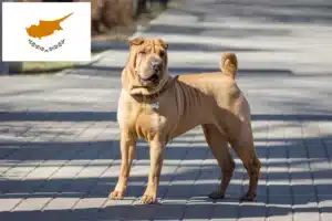 Lire la suite à propos de l’article Éleveurs de Shar Pei et chiots à Chypre