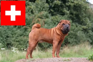 Lire la suite à propos de l’article Éleveurs de Shar Pei et chiots en Suisse