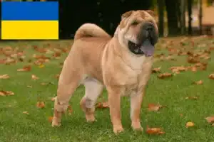 Lire la suite à propos de l’article Éleveurs de Shar Pei et chiots en Ukraine