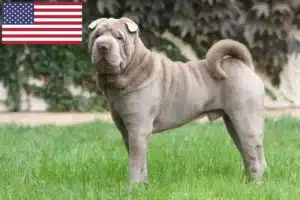 Lire la suite à propos de l’article Éleveurs de Shar Pei et chiots aux États-Unis