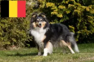 Lire la suite à propos de l’article Éleveurs de Sheltie et chiots en Belgique