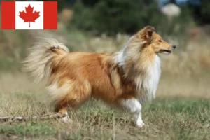 Lire la suite à propos de l’article Éleveurs de Sheltie et chiots au Canada