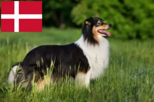 Lire la suite à propos de l’article Éleveurs de Sheltie et chiots au Danemark