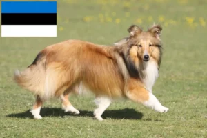 Lire la suite à propos de l’article Éleveurs de Sheltie et chiots en Estonie