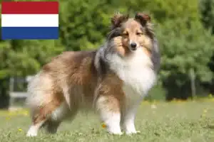 Lire la suite à propos de l’article Éleveurs de Sheltie et chiots aux Pays-Bas