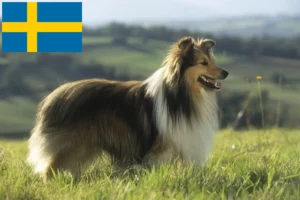 Lire la suite à propos de l’article Éleveurs de Sheltie et chiots en Suède