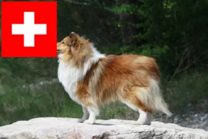 Lire la suite à propos de l’article Éleveurs de Sheltie et chiots en Suisse