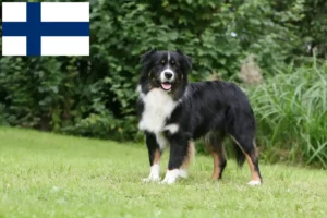 Lire la suite à propos de l’article Éleveurs de bergers australiens et chiots en Finlande