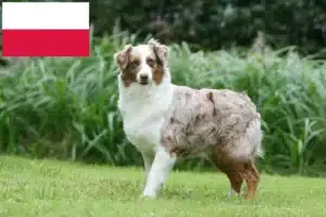 Lire la suite à propos de l’article Éleveurs de bergers australiens et chiots en Pologne