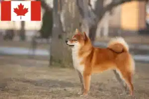 Lire la suite à propos de l’article Éleveurs de Shiba et chiots au Canada