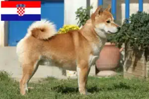 Lire la suite à propos de l’article Éleveurs de Shiba et chiots en Croatie