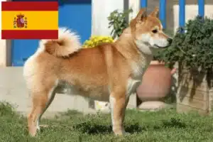 Lire la suite à propos de l’article Éleveurs de Shiba et chiots en Espagne