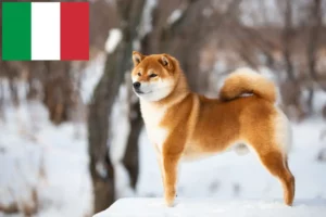 Lire la suite à propos de l’article Éleveurs de Shiba et chiots en Italie