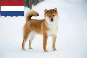 Lire la suite à propos de l’article Éleveurs de Shiba et chiots aux Pays-Bas