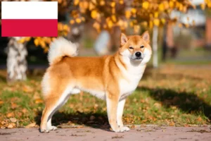 Lire la suite à propos de l’article Éleveurs de Shiba et chiots en Pologne