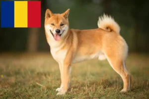 Lire la suite à propos de l’article Éleveurs de Shiba et chiots en Roumanie