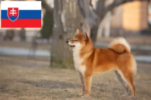 Lire la suite à propos de l’article Éleveurs de Shiba et chiots en Slovaquie