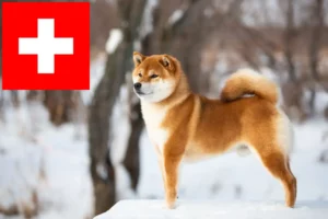 Lire la suite à propos de l’article Éleveurs de Shiba et chiots en Suisse