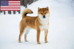 Lire la suite à propos de l’article Éleveurs de Shiba et chiots aux États-Unis