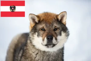 Lire la suite à propos de l’article Éleveurs de Shikoku et chiots en Autriche