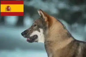 Lire la suite à propos de l’article Éleveurs de Shikoku et chiots en Espagne