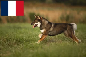 Lire la suite à propos de l’article Éleveurs de Shikoku et chiots en France