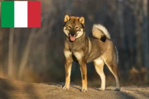 Lire la suite à propos de l’article Éleveurs de Shikoku et chiots en Italie