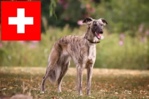 Lire la suite à propos de l’article Silken Windsprite éleveurs et chiots en Suisse