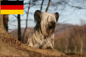 Lire la suite à propos de l’article Éleveurs de Skye Terriers et chiots en France