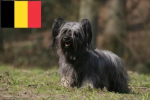 Lire la suite à propos de l’article Éleveurs de Skye Terriers et chiots en Belgique