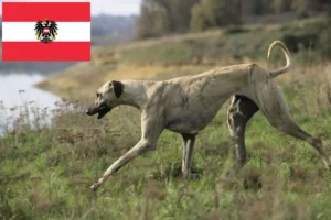 Lire la suite à propos de l’article Éleveurs de Sloughi et chiots en Autriche