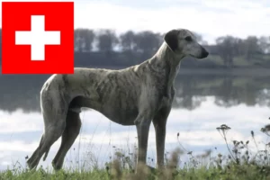 Lire la suite à propos de l’article Éleveurs de Sloughi et chiots en Suisse