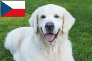 Lire la suite à propos de l’article Slovensky Cuvac Éleveurs et chiots en République tchèque