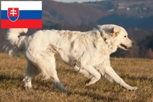 Lire la suite à propos de l’article Slovensky Cuvac éleveurs et chiots en Slovaquie