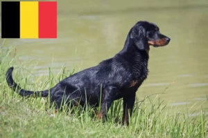 Lire la suite à propos de l’article Slovenský kopov Éleveurs et chiots en Belgique